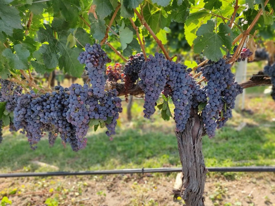 Oneplus 6 (Smartphone) Review 14