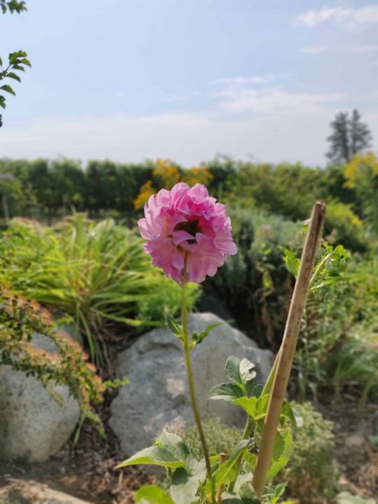 Oneplus 6 (Smartphone) Review