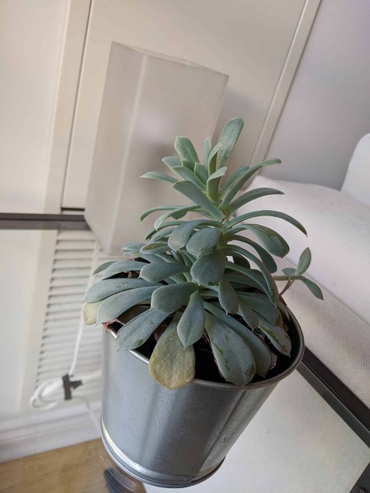 Google Pixel 3 Xl (Smartphone) Review 8