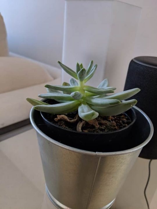 Google Pixel 3 Xl (Smartphone) Review 9