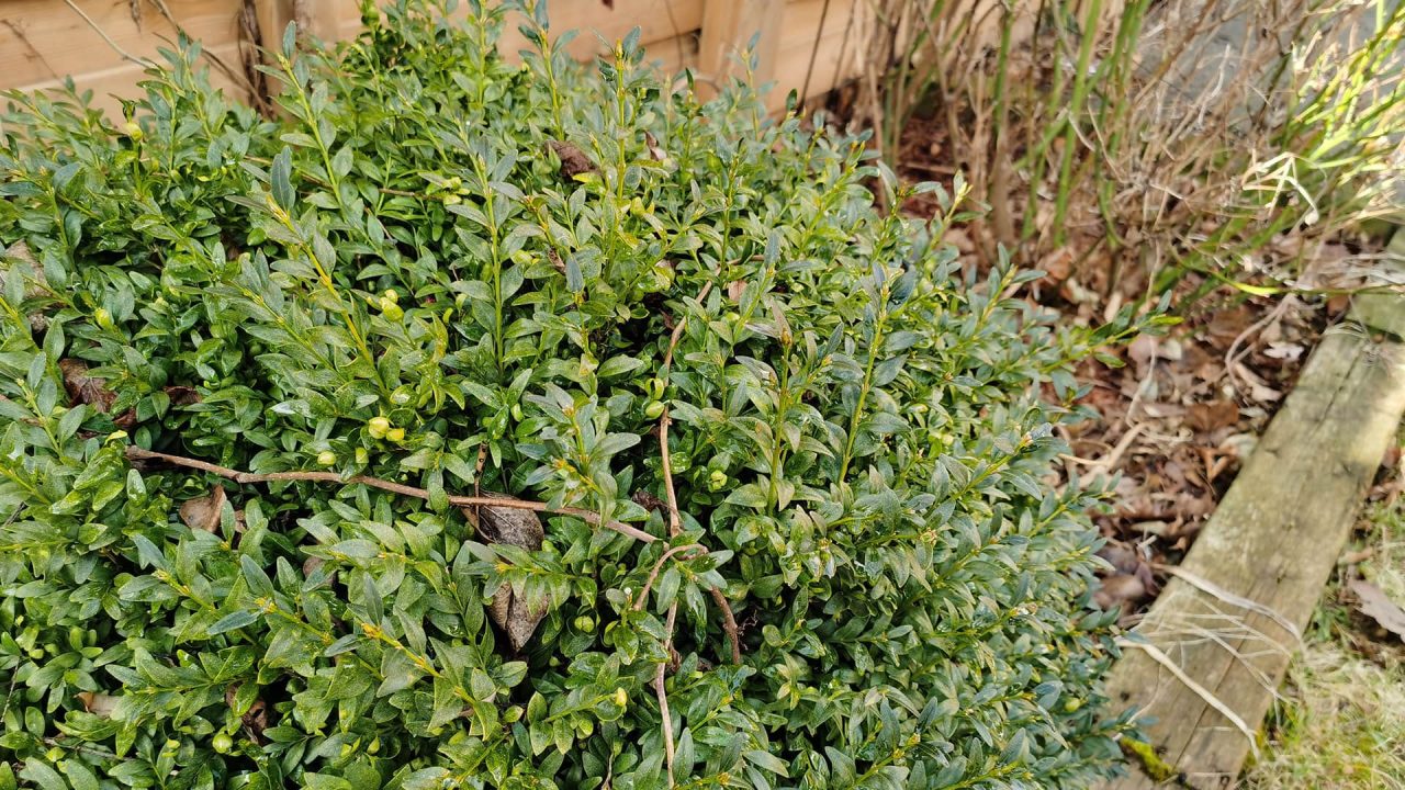 Huawei Mate 30 Pro (Smartphone) Review 8