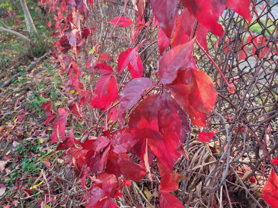 Samsung Galaxy S20 Fe Phone Review