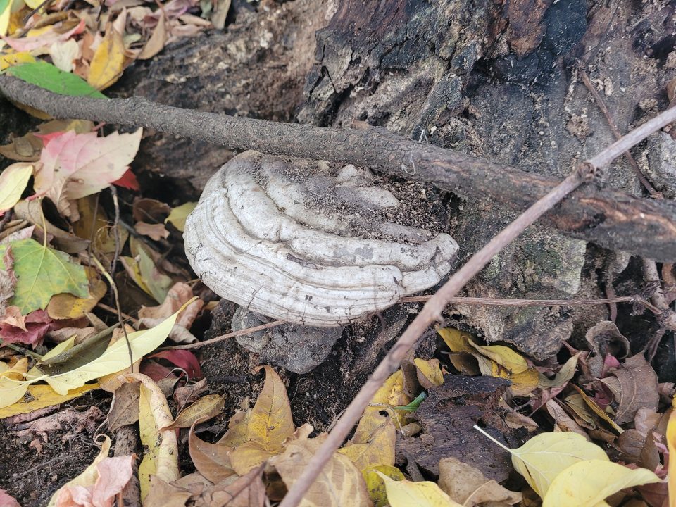 Samsung Galaxy S20 Fe Phone Review 13