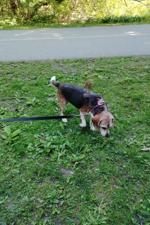 Tcl 20S Smartphone Review 4