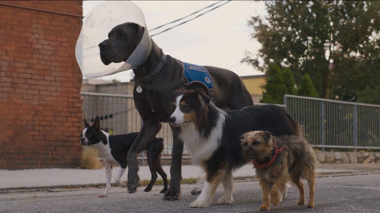 Strays (2023) Review Strays (2023) Review