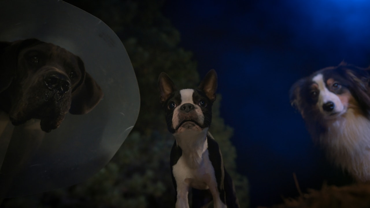 Strays (2023) Review Strays (2023) Review