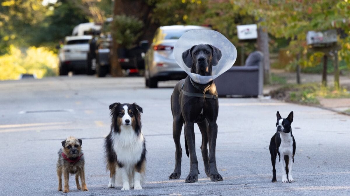 Strays (2023) Review