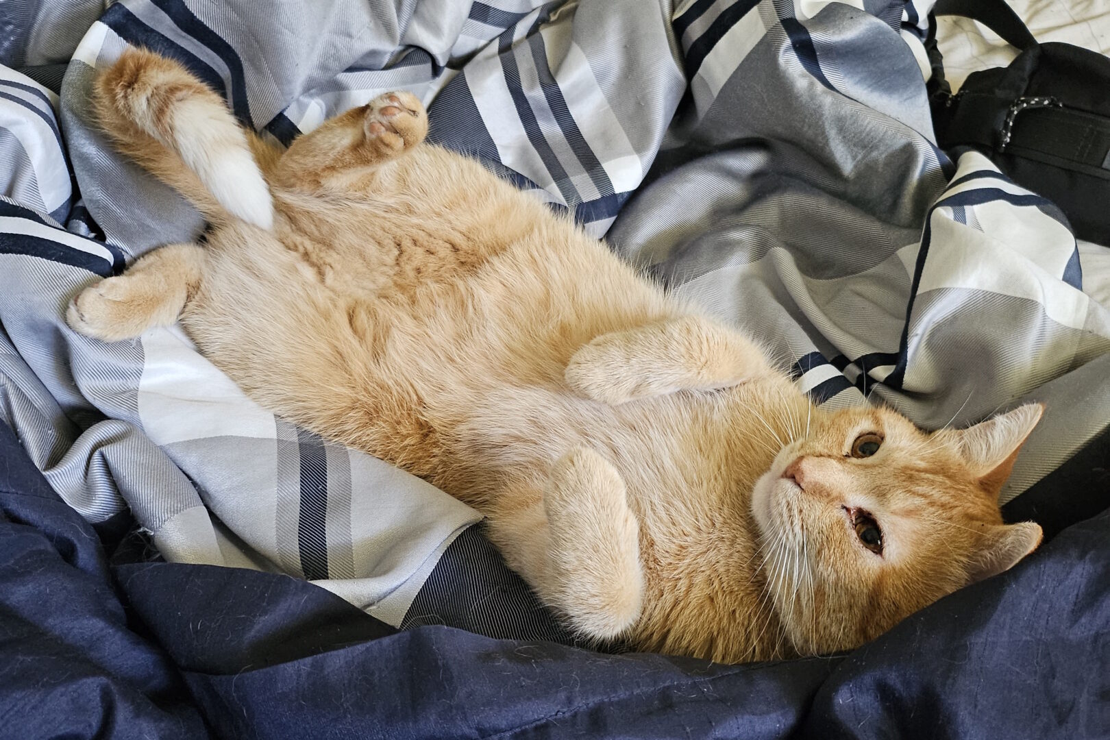 Samsung Galaxy Z Flip5