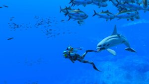 Endless Ocean Luminous (Nintendo Switch) Review