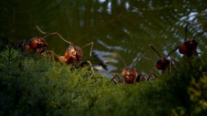 Empire of the Ants (PC) Review