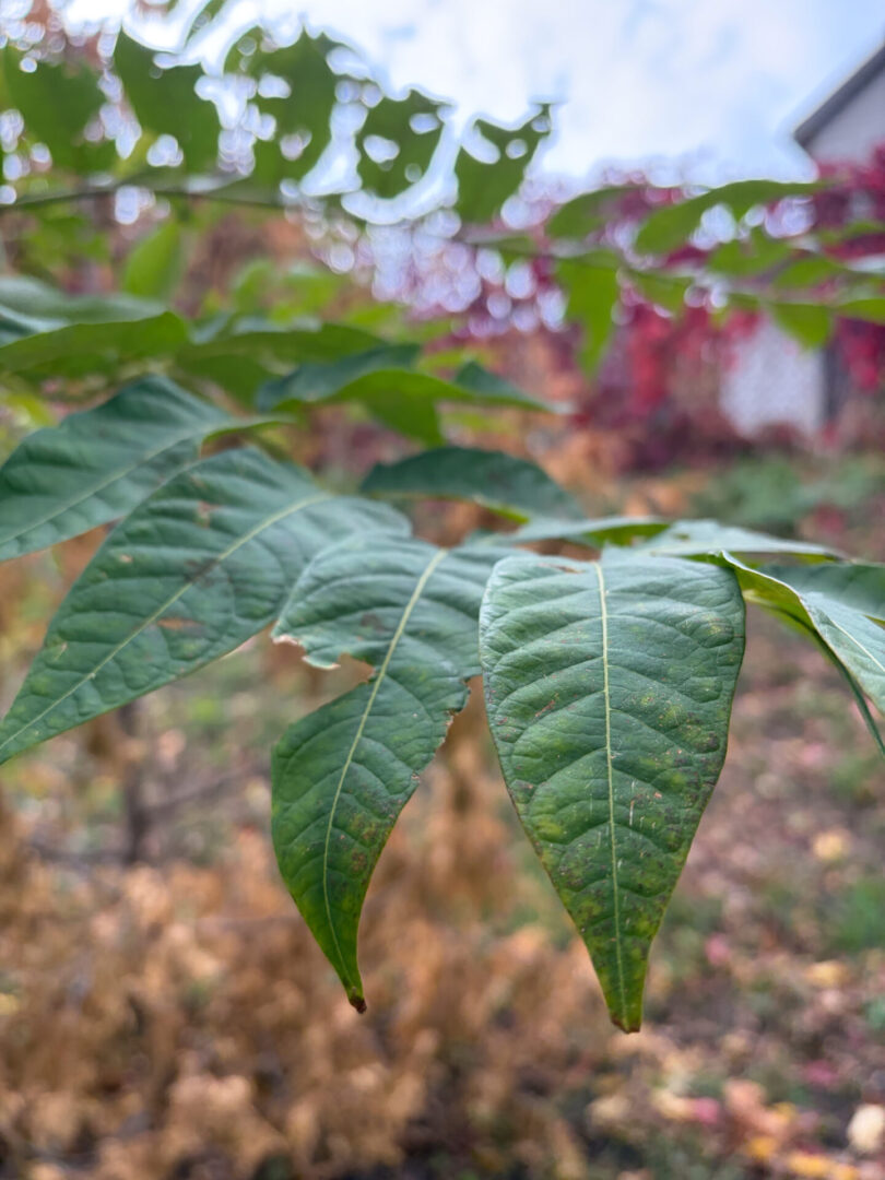 Apple iPhone Air 17 Smartphone Review