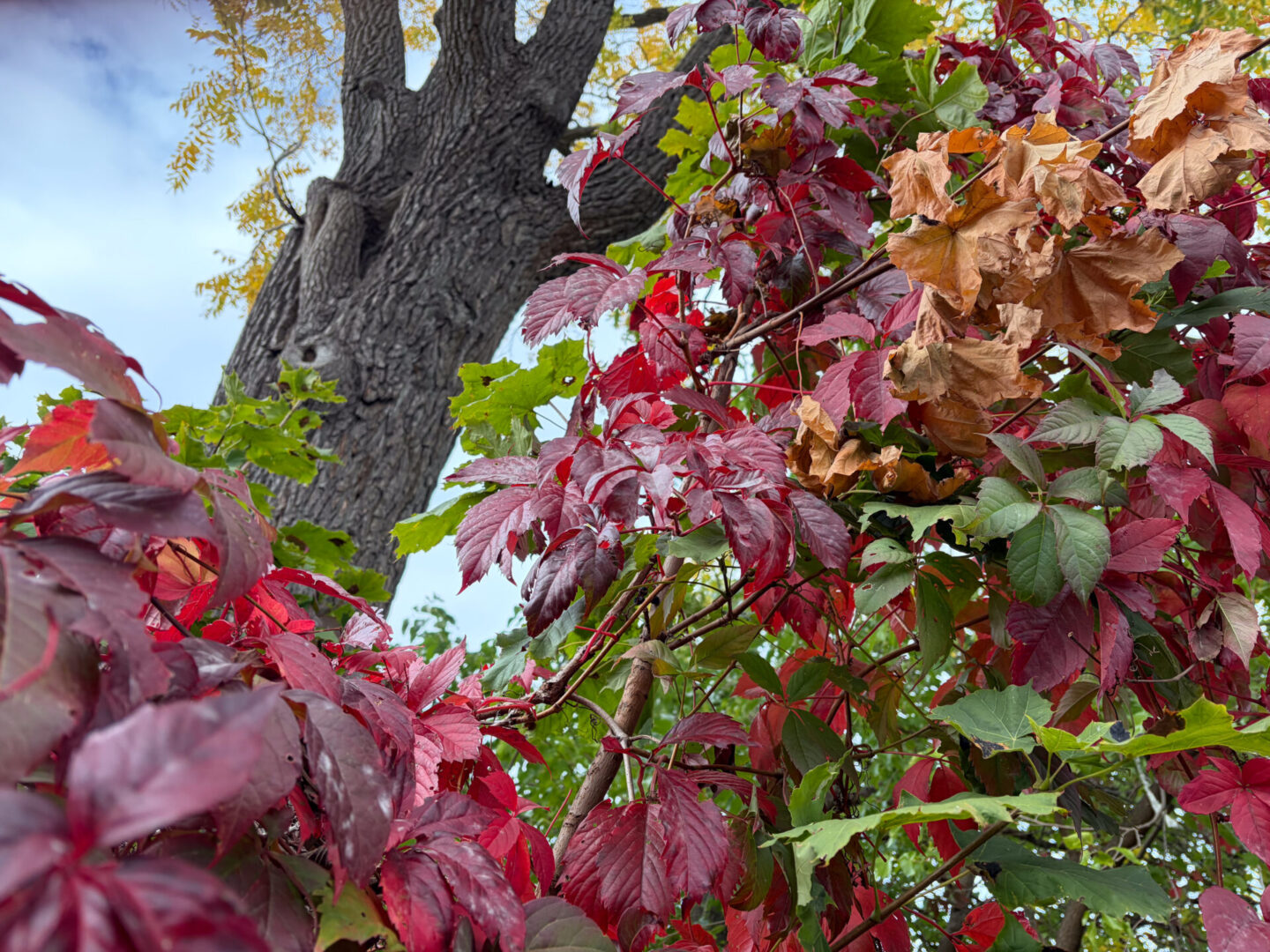 Apple iPhone Air 17 Smartphone Review