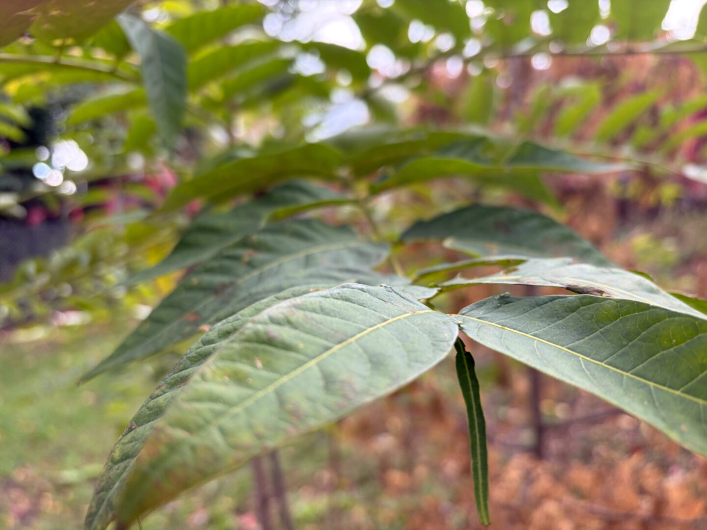 Apple iPhone Air 17 Smartphone Review