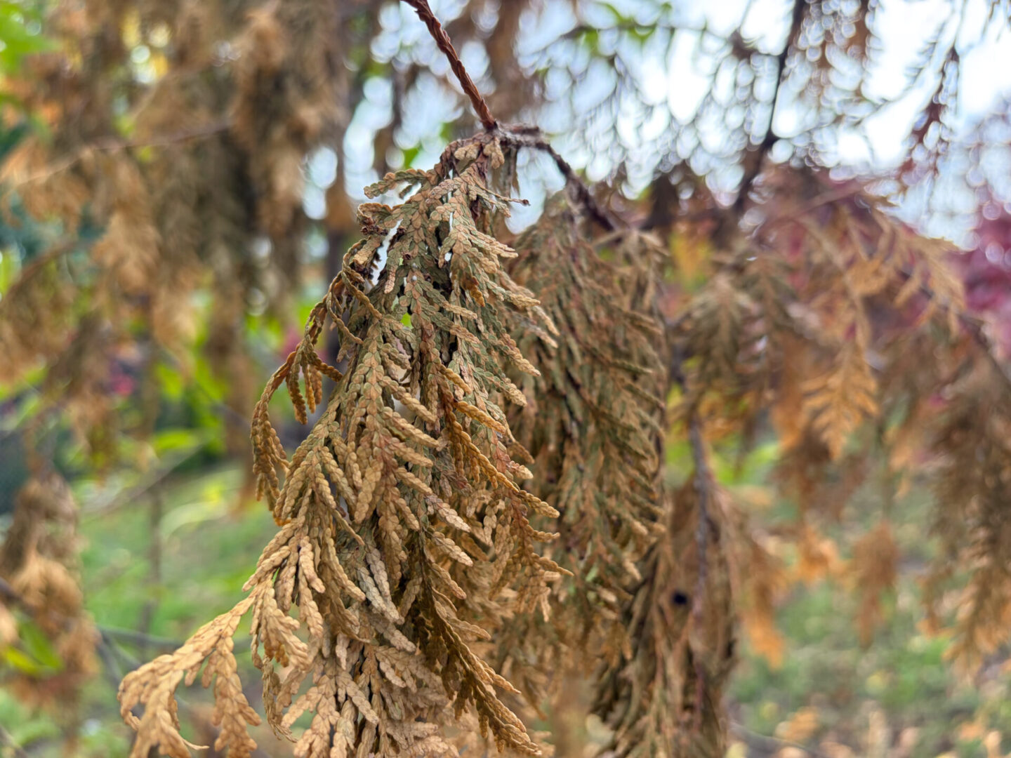 Apple iPhone Air 17 Smartphone Review