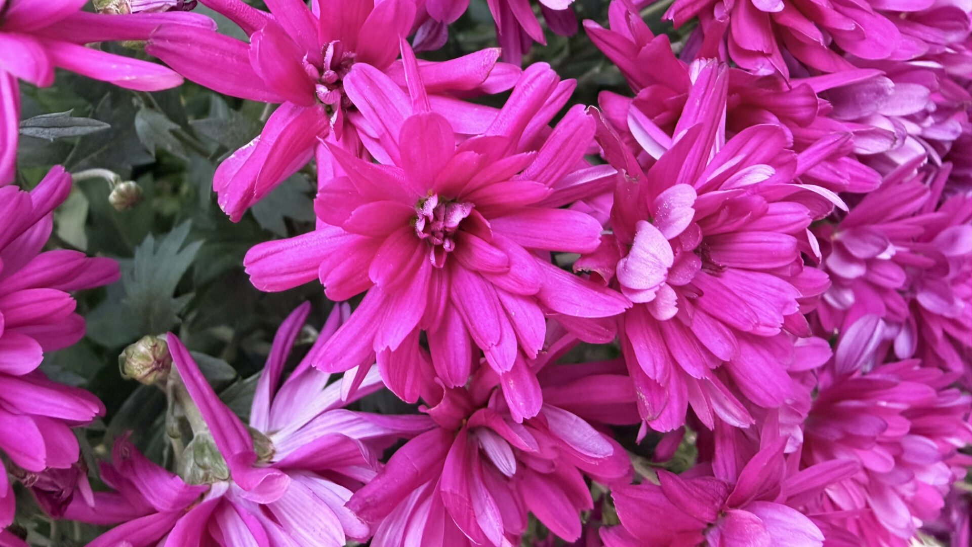 Apple iPhone 17 Smartphone Review