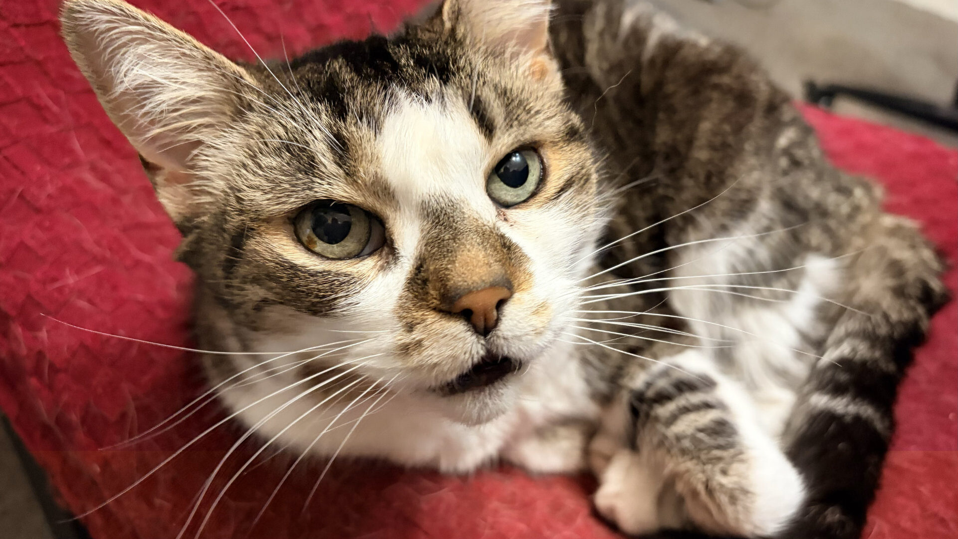 Apple iPhone 17 Smartphone Review