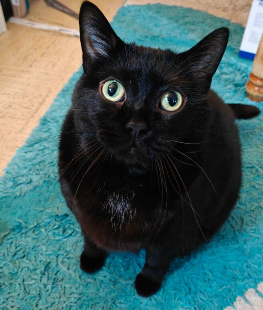 Realme GT 8 Pro Smartphone Review