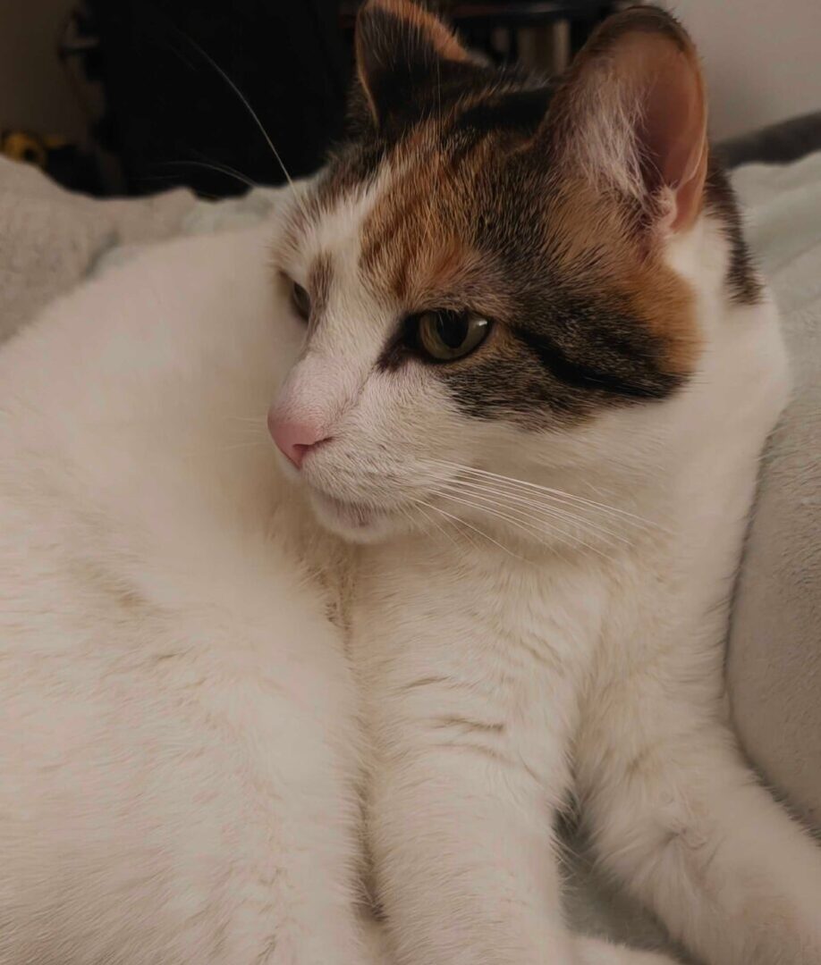 Realme GT 8 Pro Smartphone Review