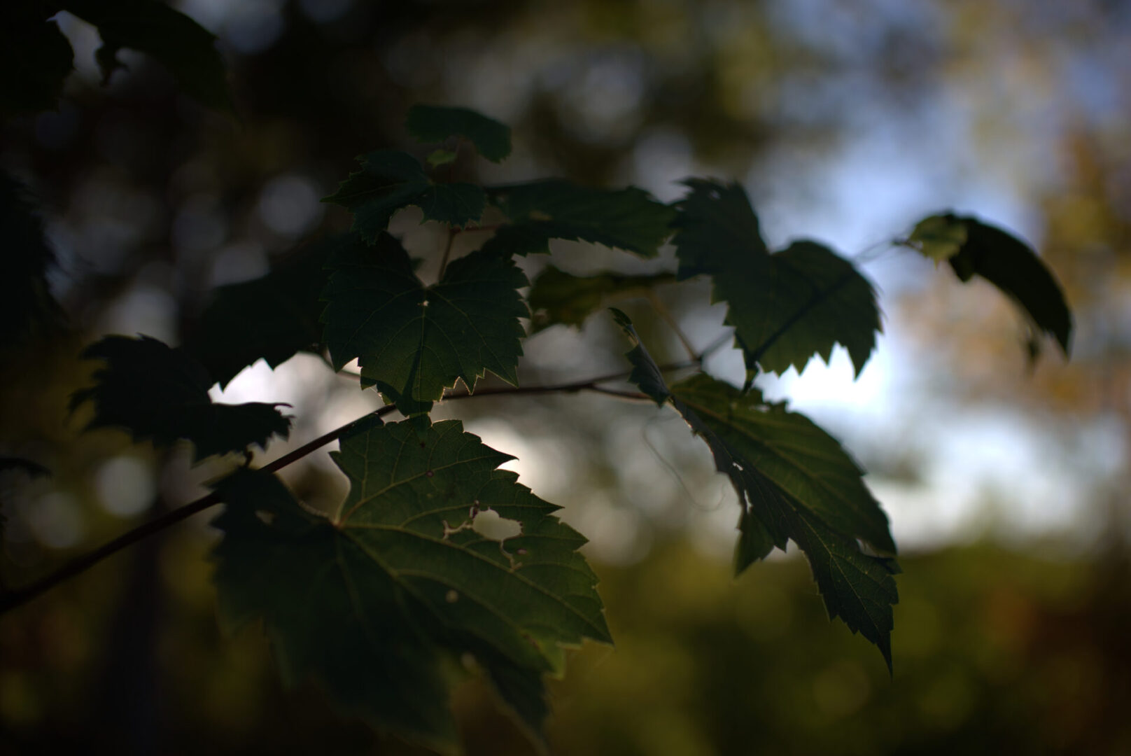 Thypoch Simera-C 35mm T1.5 Lens Review