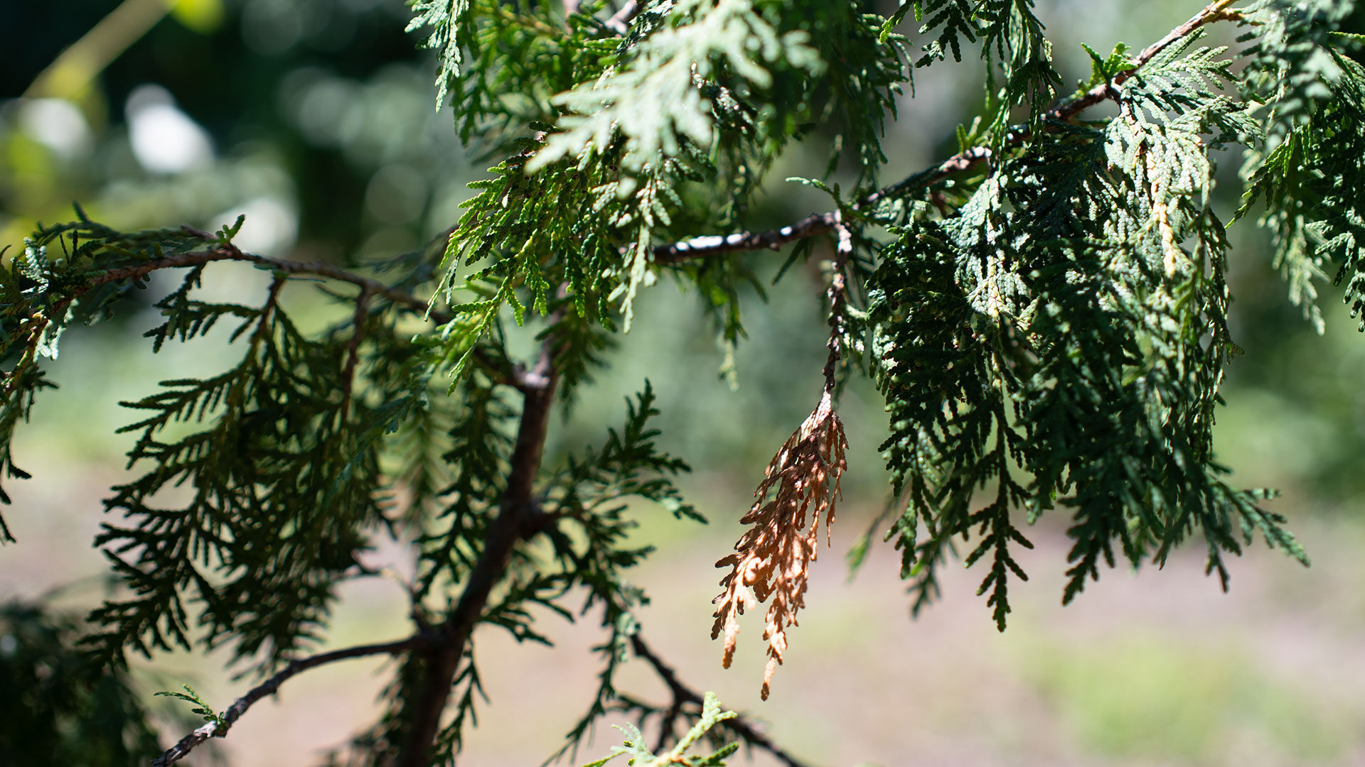 Brightin Star 35Mm F0.95 Aps-C Lens Review