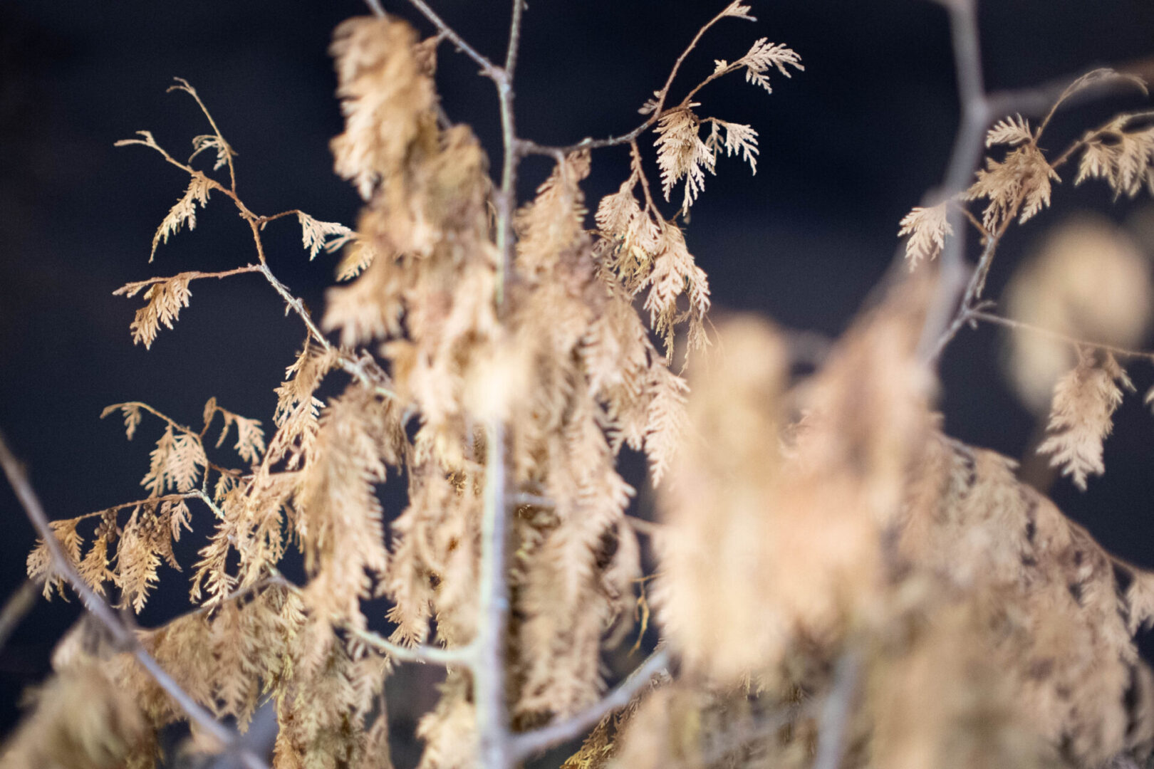 Brightin Star 35Mm F0.95 Aps-C Lens Review