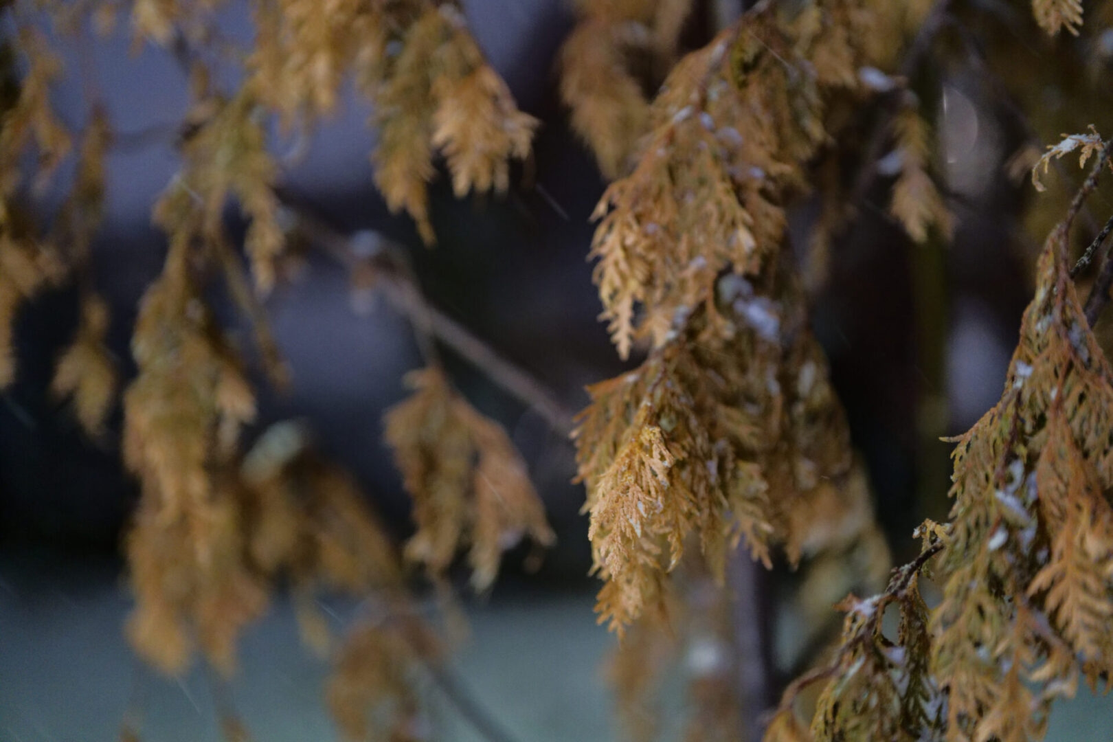 Ttartisan Af 75Mm F2 Full-Frame Lens Review