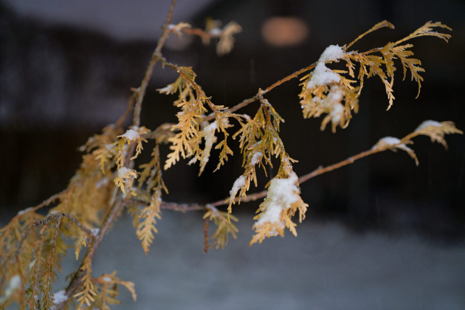 Viltrox Af 50Mm F/2 Air Full Frame Lens Review