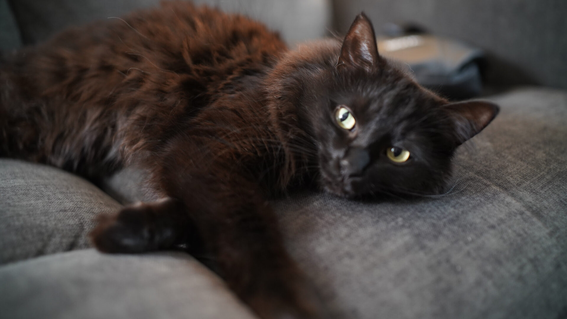 Thypoch Simera-C 28Mm T1.5 Lens Review