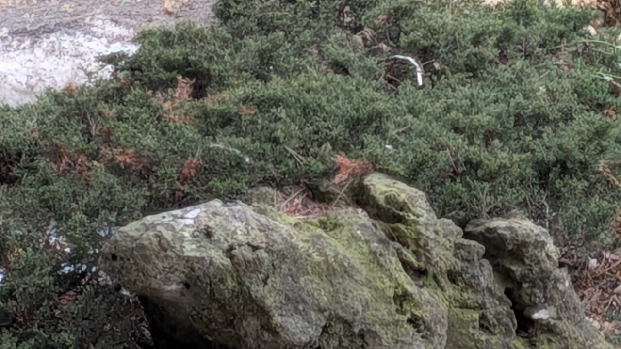 Google Pixel 10A Smartphone Review