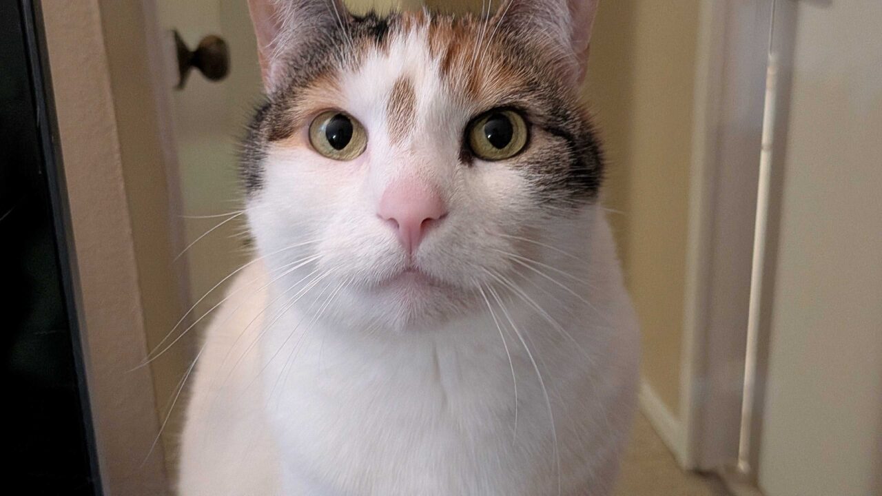 Google Pixel 10A Smartphone Review