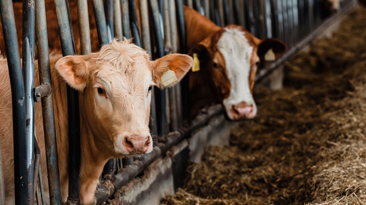 You Can Play EVE Online With A Real Cow Tomorrow, Seriously
